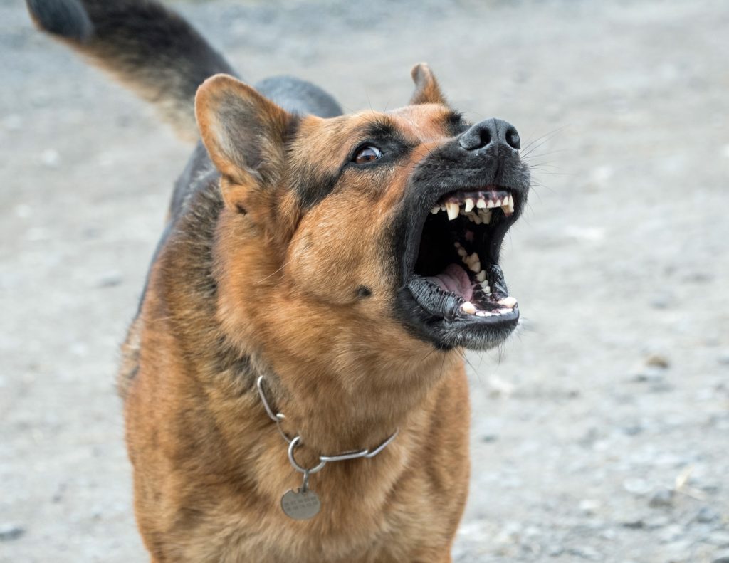 dog owner negligence