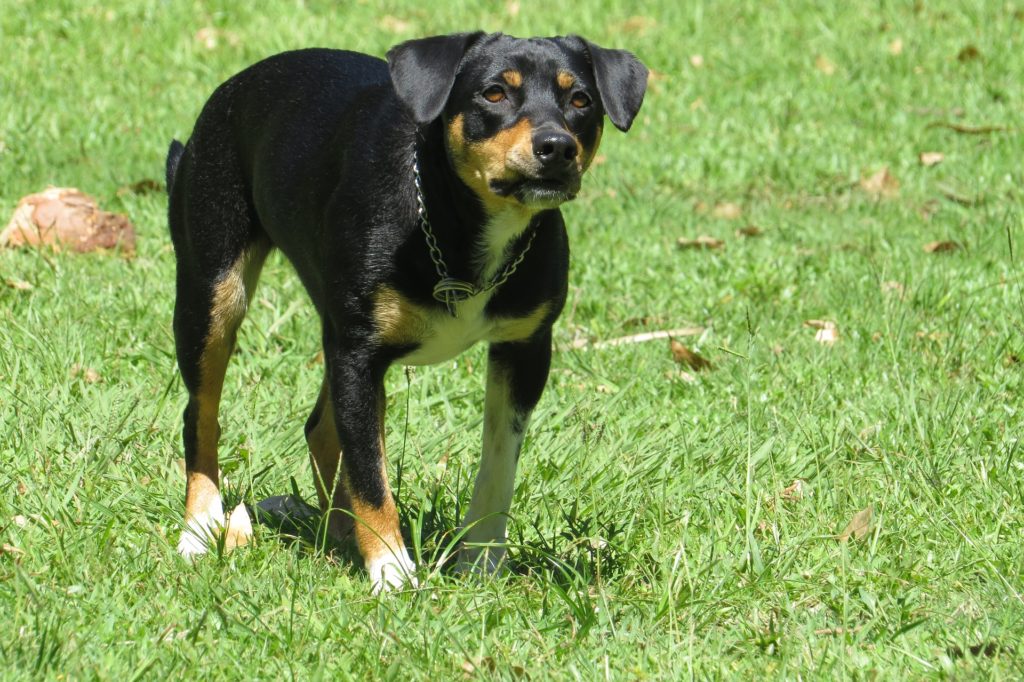dog bite lawsuit
